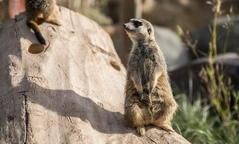 complaints about phone number