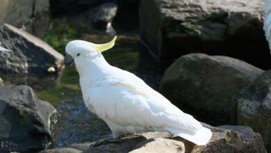 digital flow fusion crest